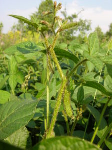 Soybean aphids accumulating on the stem and pods is a good indication that threshold has been reached. Photo credit: T. Baute, OMAFRA