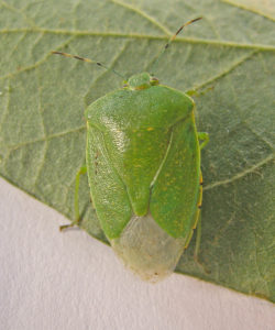 Adult green stink bug (T. Baute, OMAFRA)