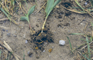 Wireworms found feeding on a corn seedling. A. Schaafsma, UGRC.