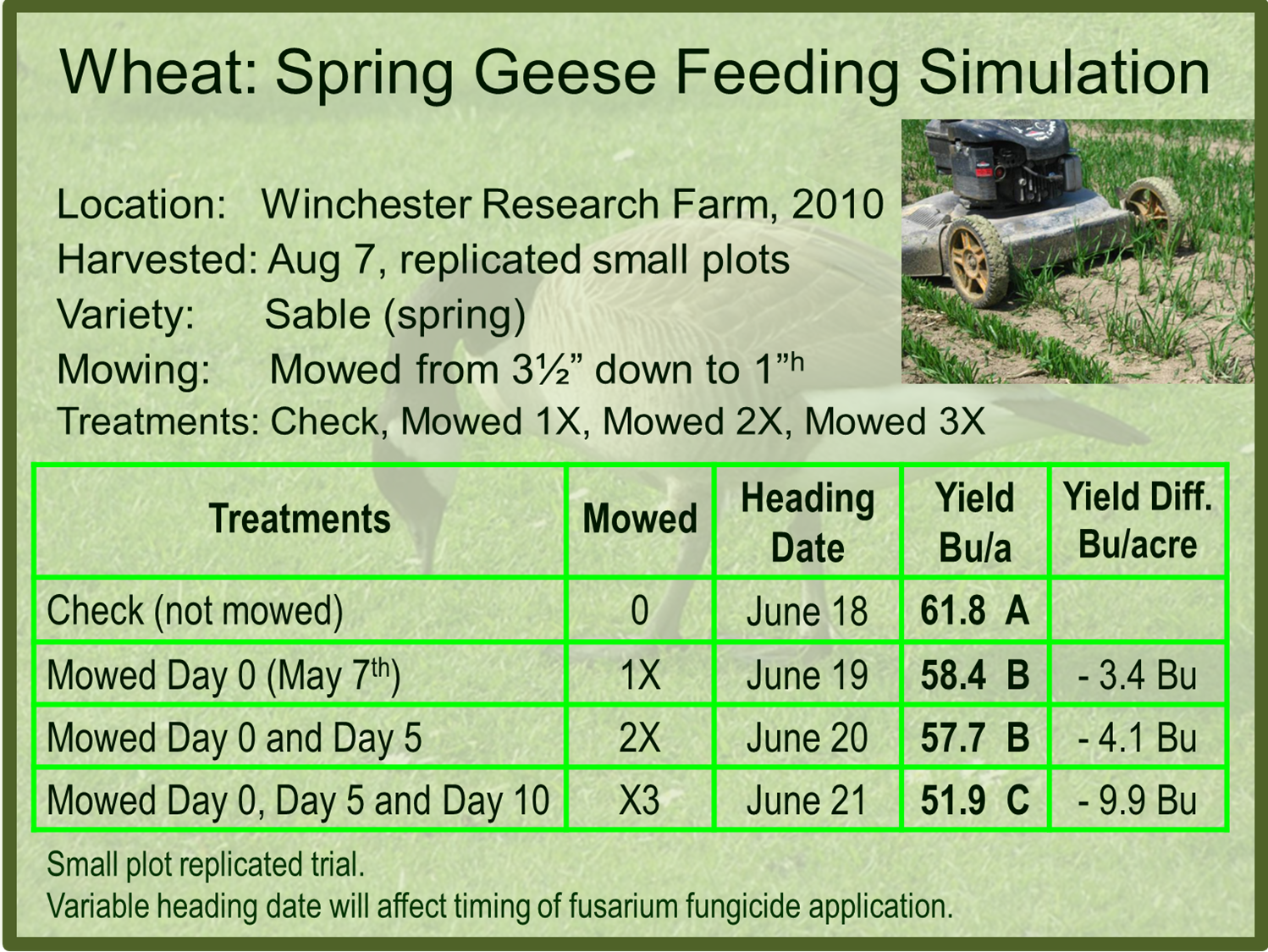 Simulated Geese Feeding 2010