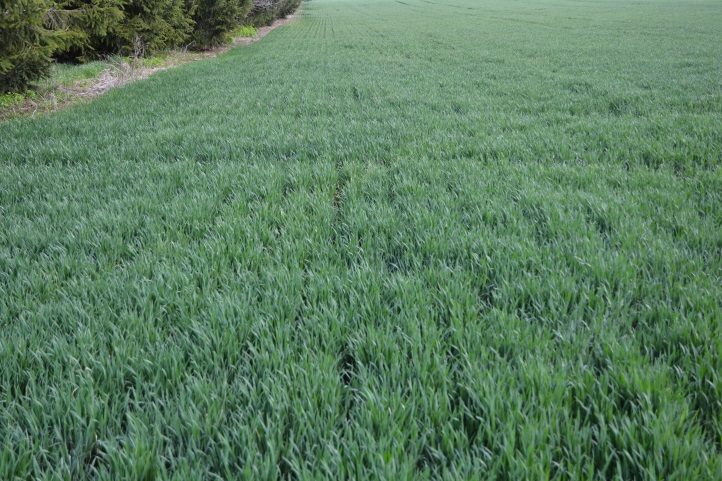early planted wheat