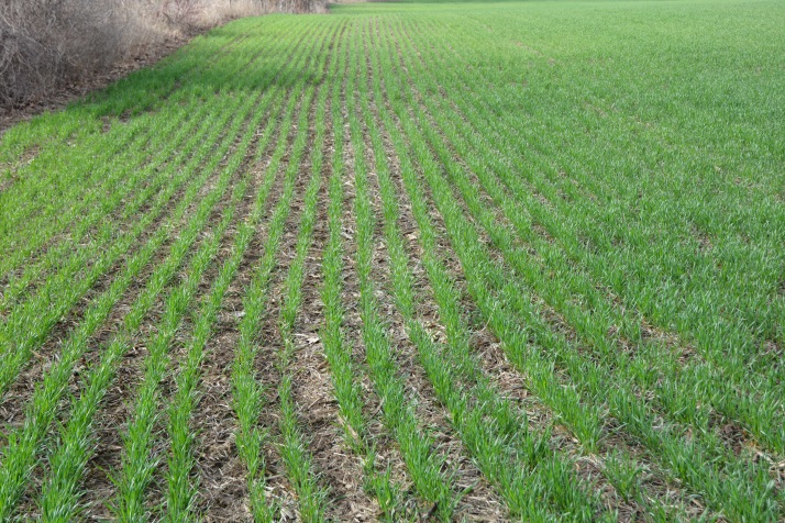 Canopy closure of late wheat planted on May 5th, 2016