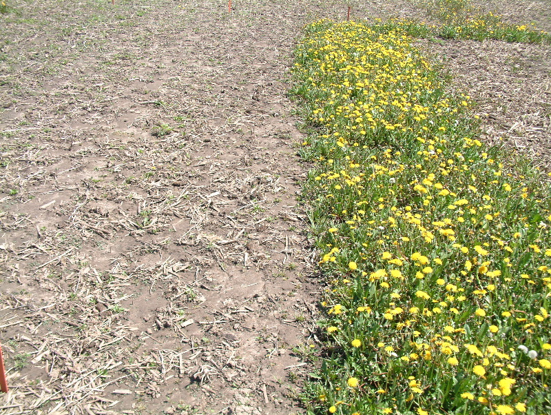 The spring following a fall application of glyphosate (left) compared to no application (right)