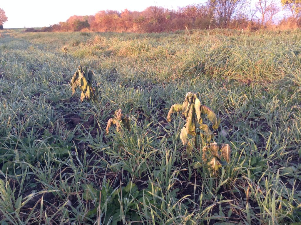 milkweed plants in wheat stubble 3 days after a frost where the night time temperature was -3˚C