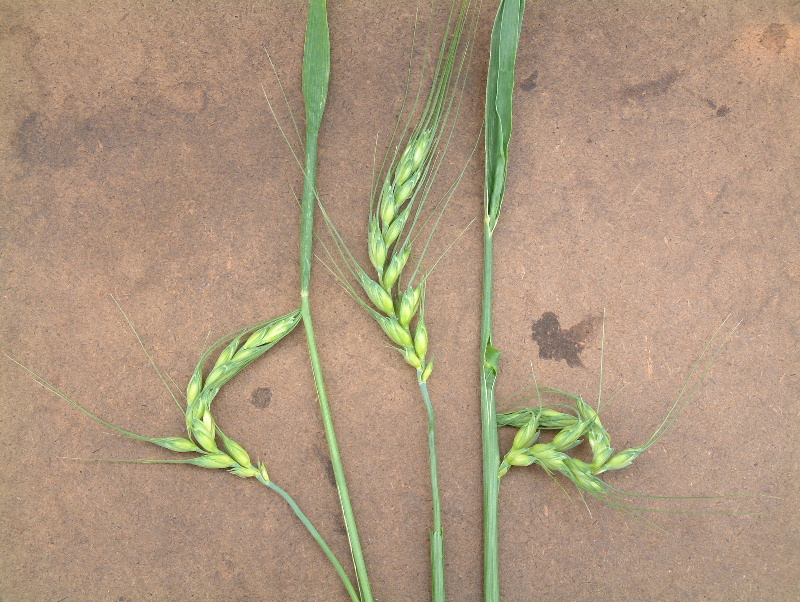 Figure 2. Winter wheat head distortion as a result of fall applied 2,4-D. Source: Dr. P.H. Sikkema, University of Guelph (Ridgetown Campus).