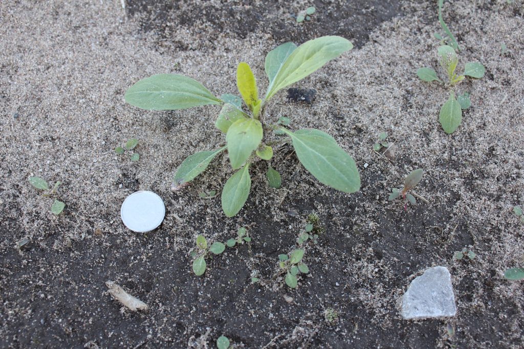 A mix of larger. fall germinated Canada fleabane compared to the smaller, spring germinated seedlings. Picture taken in early May of 2016 in Norfolk County.