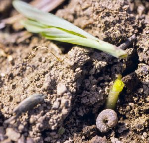 Corn plant cut off at soil level by black cutworm. A Schaafsma, UGRC