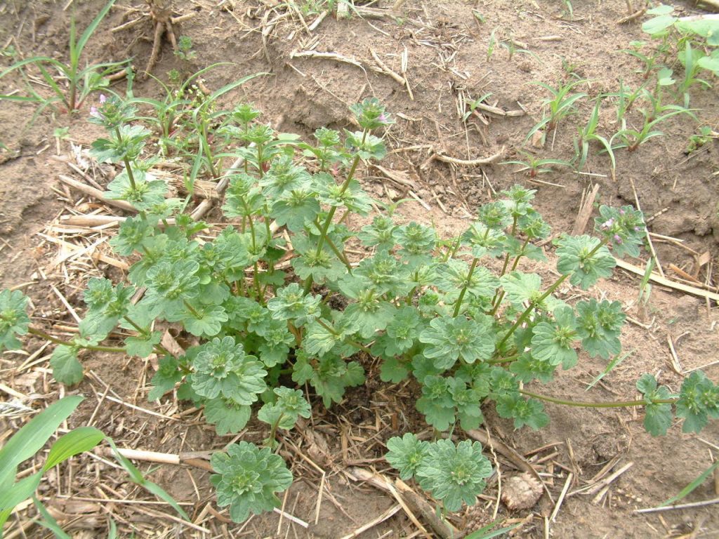 Henbit growing within a corn crop from 2016