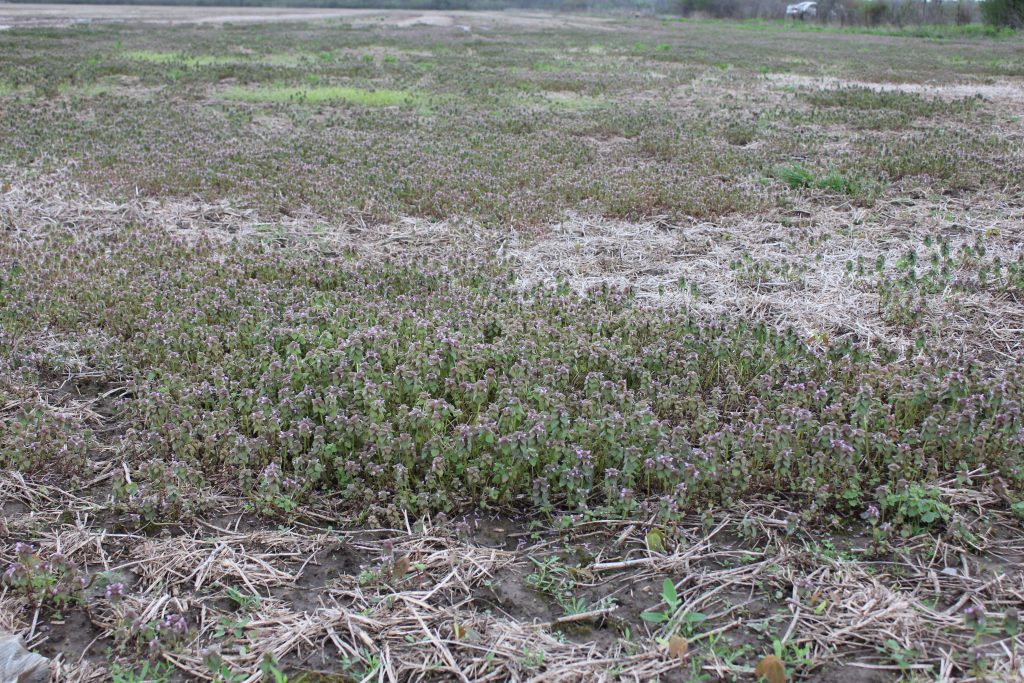 A patch of purple deadnettle in Haldimand county during mid-May