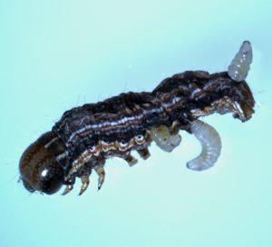 Fly larvae emerging from an armyworm larva. T. Baute, OMAFRA