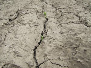 Figure 1: Poor soybean emergence due to crusting