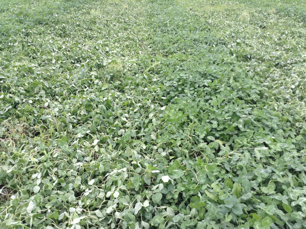 Red clover at 7 days after an application of MCPA Ester (left) compared to an un-treated strip. Note the curling of the leaves giving a slightly grey appearance