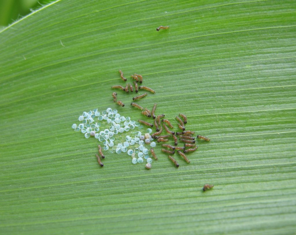 Newly hatched western bean cutworms (1st instars) from an egg mass.