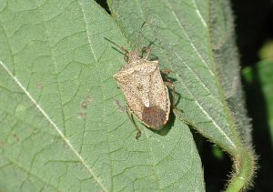 Brown stink bug on soybeans. T. Baute, OMAFRA