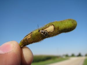 Bean leaf beetle pod damage. Photo credit: H Bohner, OMAFRA