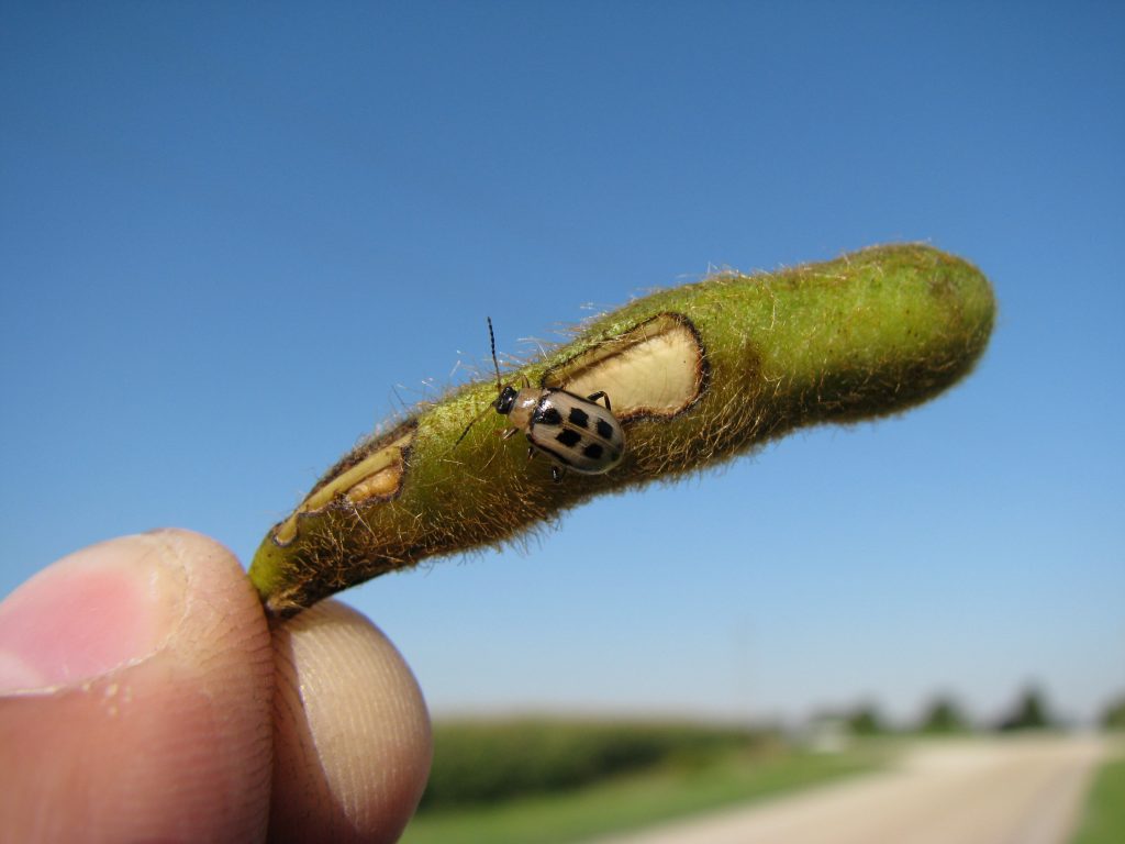 Figure 1: Bean leaf beetle pod damage. (Photo by H Bohner, OMAFRA)