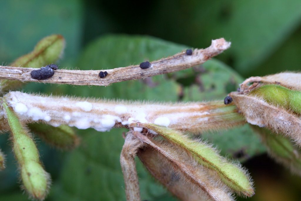 Figure 3. White mould infection on stems and sclerotia (Photo by A. Tenuta, OMAFRA/Crop Protection Network)