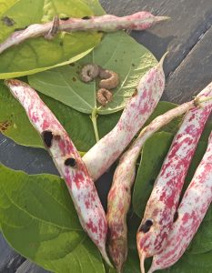 WBC larvae and damage on bean pods. J Bruggeman, UGRC 2016 cropped