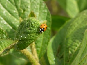 Seven spotted lady beetle feeding on soybean aphids. T. Baute, OMAFRA