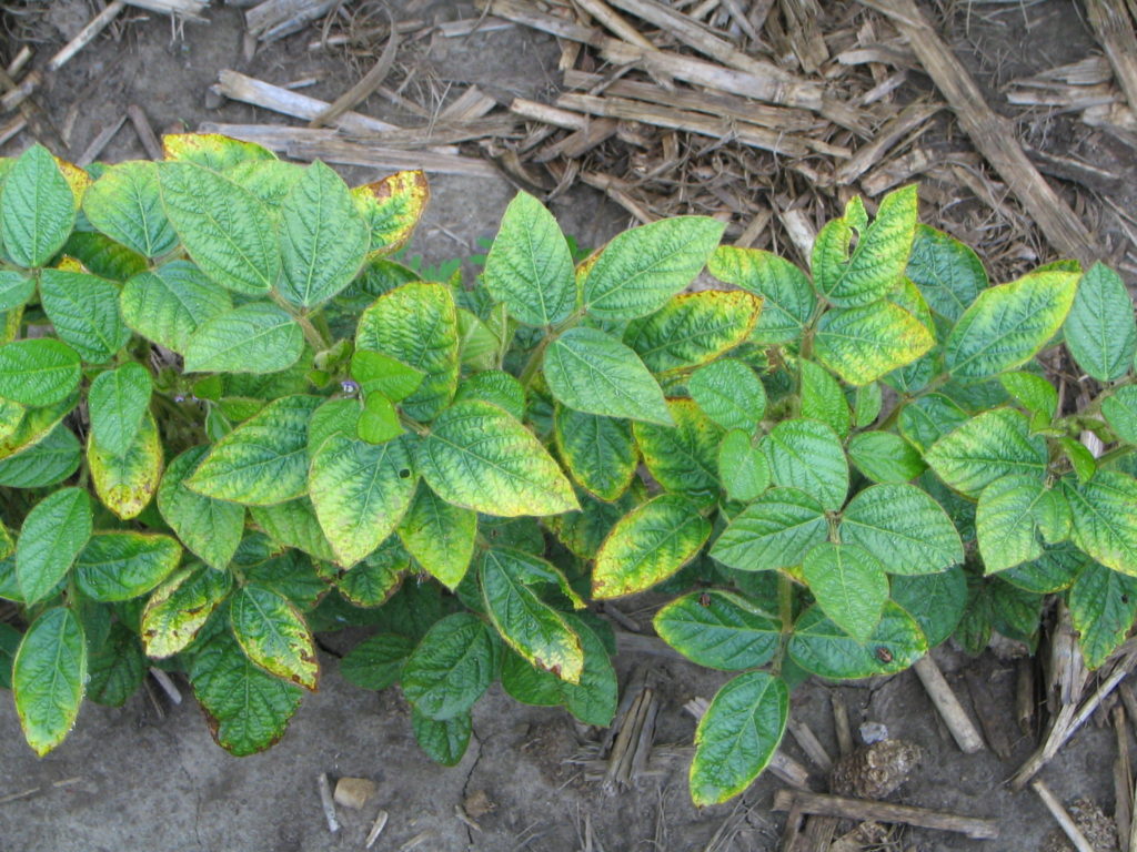 Figure 1. Yellowing in leaves along the leaf margins due to K deficiency