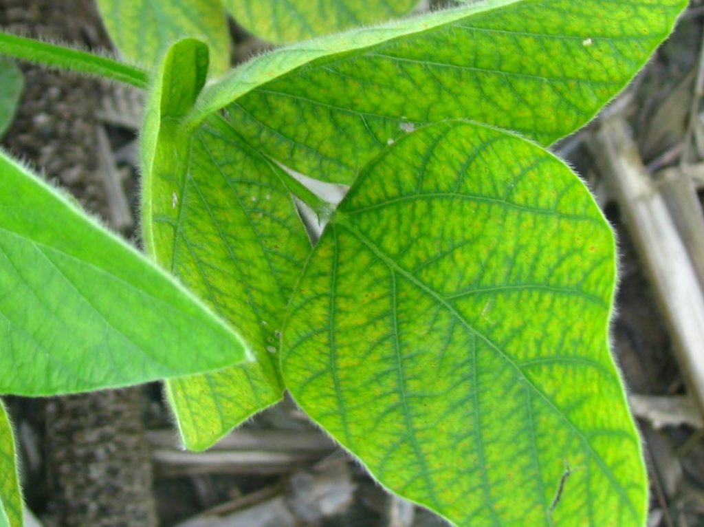 Figure 2. Yellowing in leaves across the whole leaf due to Mn deficiency