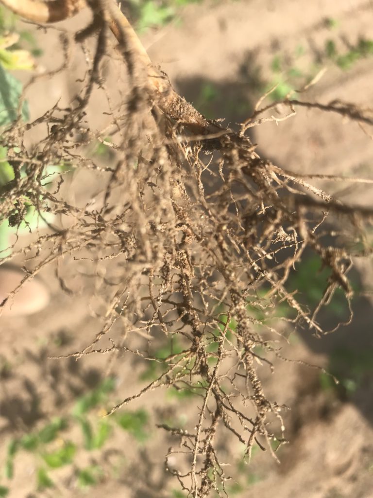 Figure 2. The distinct SCN cysts observable on intact soybean roots (dig, don’t pull) 