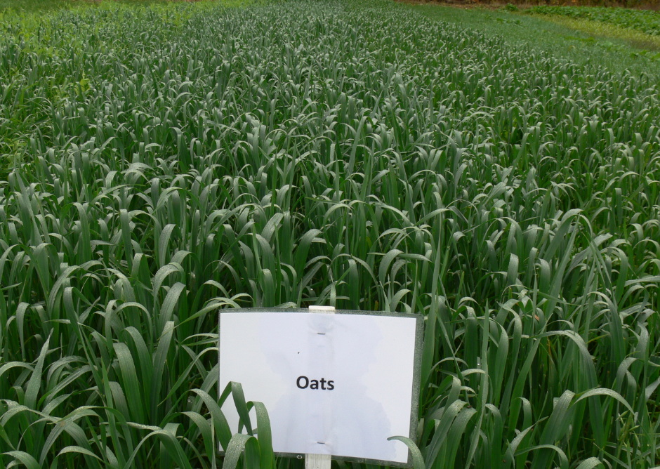 Figure 1: Oats on October 9th that were seeded following spring wheat for forage.