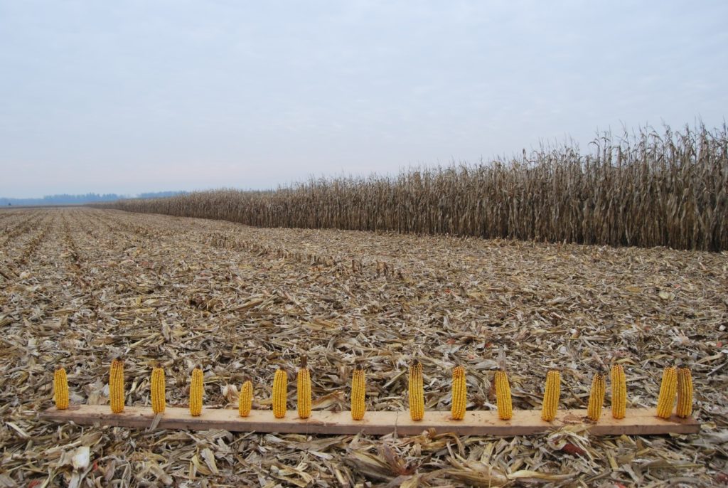 Figure 1. Board displaying corn ear size and plant spacing at harvest time.