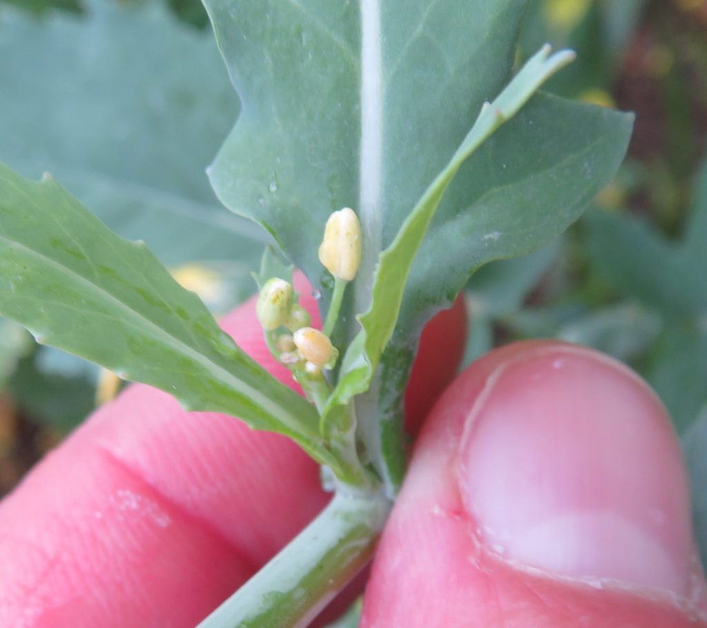 Figure 2. Secondary bud cluster observed to have very limited number of buds because of moisture stress.