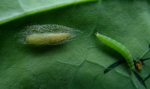 Figure 3. Diamond back moth larvae (credit: www.canolawatch.org)
