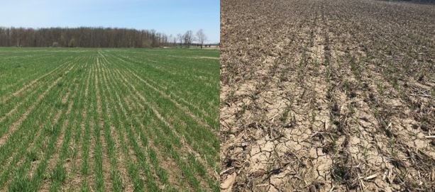 Figure 2.  Differences in Wheat Fields Seen Across Ontario