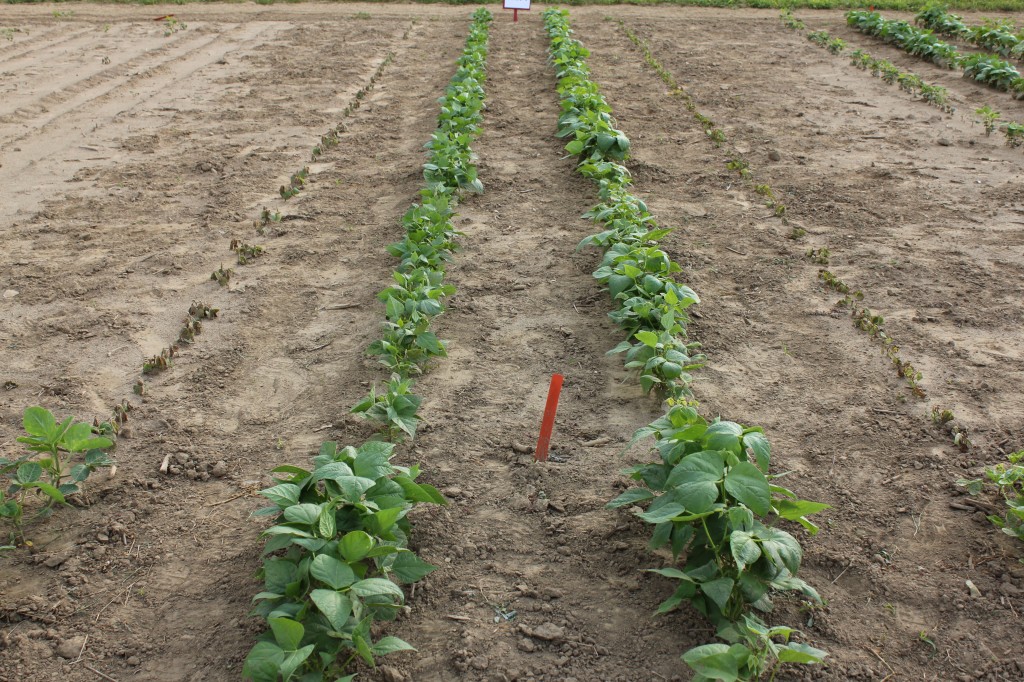 Sandea applied post emerge to soybeans and edible beans