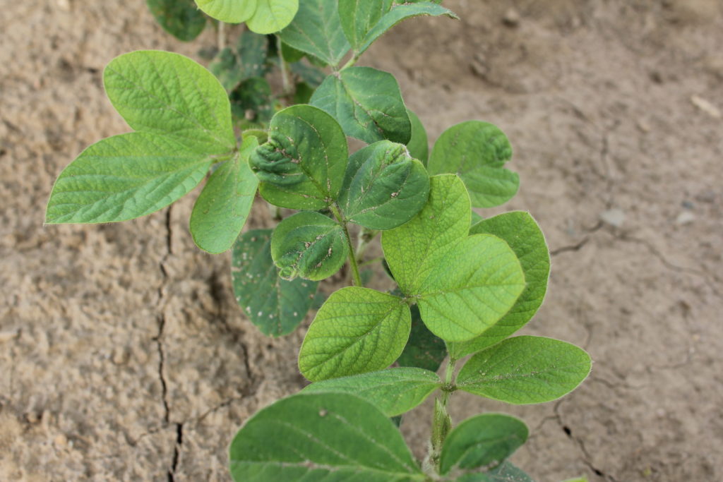 flumetsulam applied post to soys