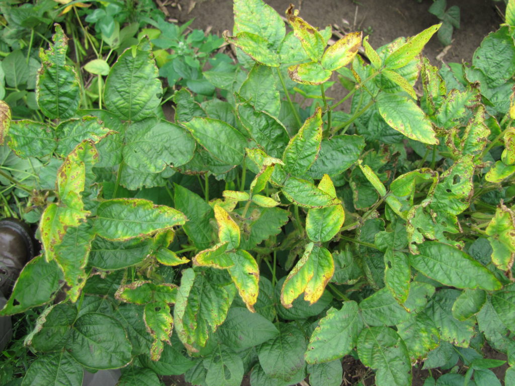 Potash deficiency in soybean