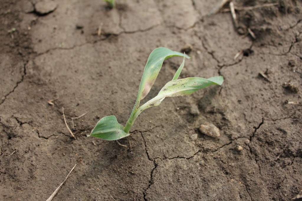venture injury on corn - applied day before emergence