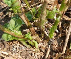 Alfalfa weevil larvae feeding on 2nd cut regrowth