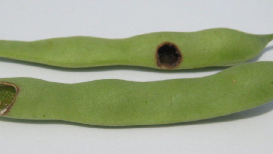 Will Worms Ruin Your Lima Bean Crop Find Out Now - wjbaoh5