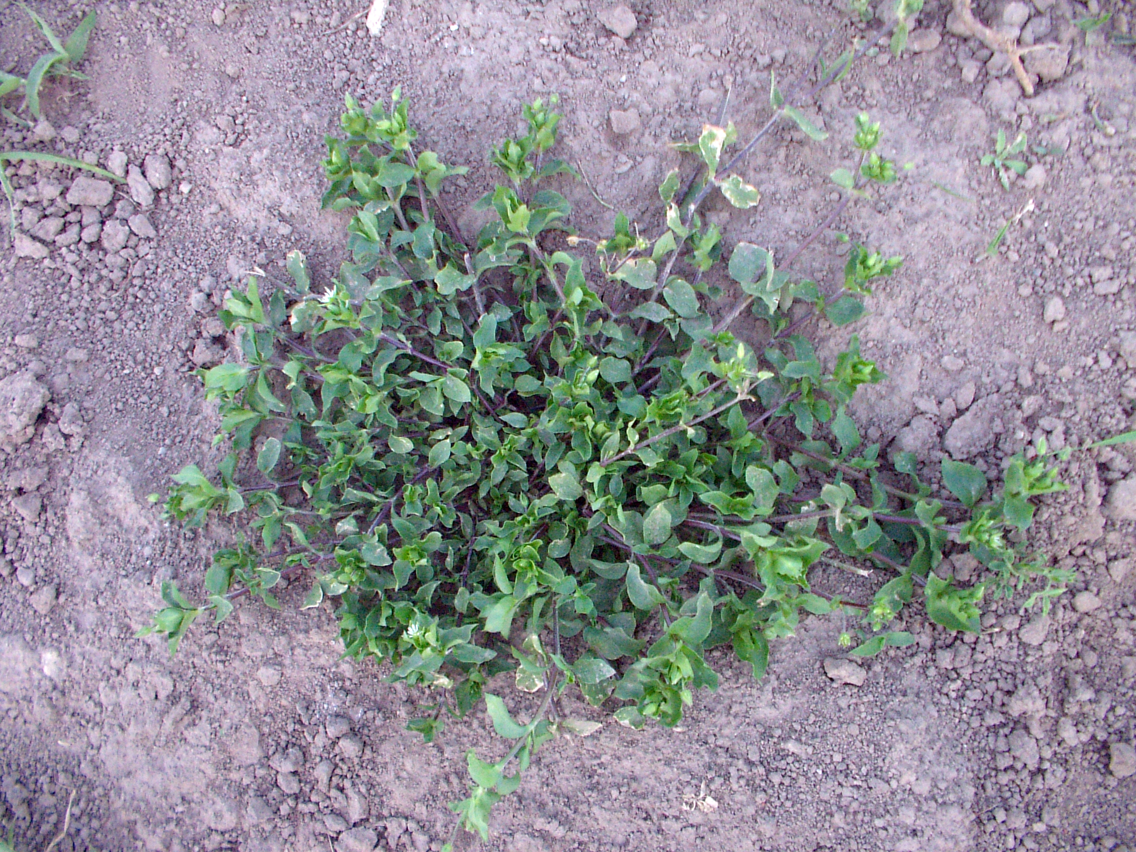 Chickweed Infesting An Alfalfa Crop What To Do Field Crop News