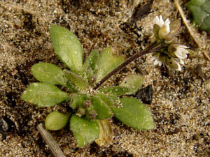 Common Whitlow Grass