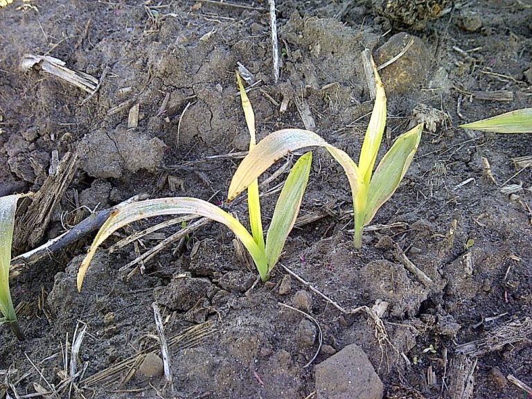 Frost Damaged Corn and PostEmergent Herbicide Applications Field