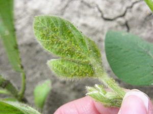 Soybean aphids colonizing on V stage soybeans