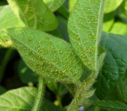 Soybean Aphid Populations Present and Increasing in Some Fields – Field ...