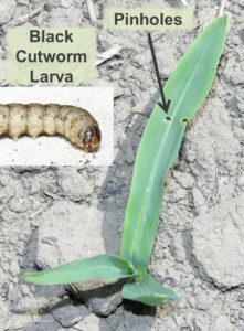 Figure 2 - Black cutworm larva, Pinholes