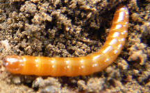Figure 1 - Wireworm
