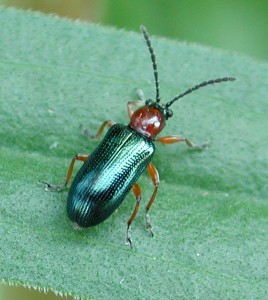 Cereal leaf beetle adult