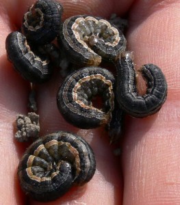 True armyworm larvae.