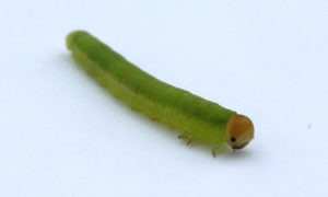 Grass sawfly larva