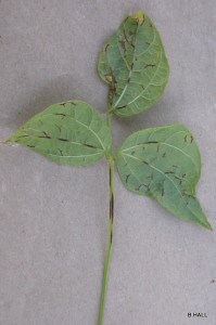 Antracnose Leaf and petiole infection