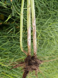 SCLEROTINIA STEM INFECTION CAUSES PREMATURE DEATH AND RIPENING
