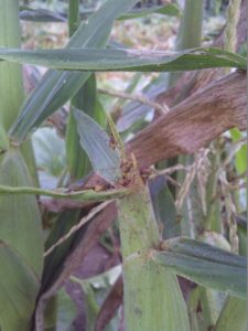 Silk clipping under high rootworm pressure. (Photo Credit: Andrea Hitchon)